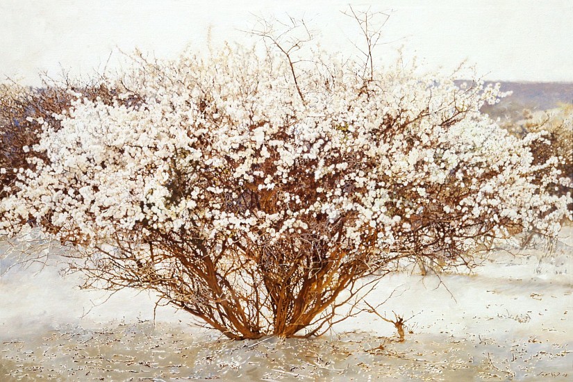 LEIGH VOIGT, ACACIA MELLIFERA
OIL ON CANVAS