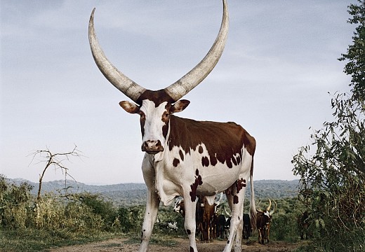 small.Ankole 1. Lake Mburo district, Nyabushozi, Western Region, Uganda, 2012 HR