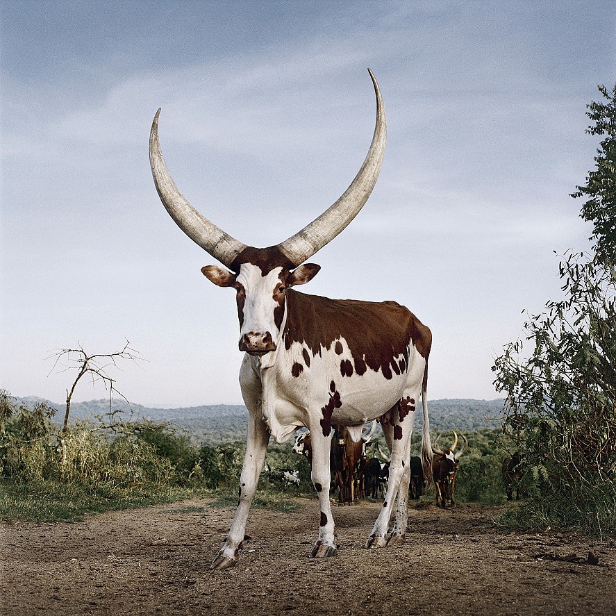 small.Ankole 1. Lake Mburo district, Nyabushozi, Western Region, Uganda, 2012 HR