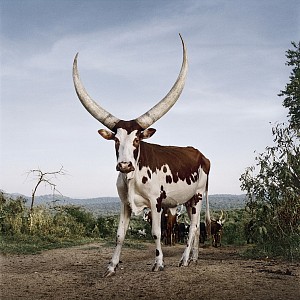 Ankole 1. Lake Mburo district, Nyabushozi, Western Region, Uganda, 2012 HR