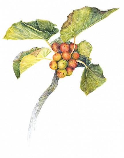 INGRID HOWES, Ficus glumosa (rock fig)- BAW 110
2018, WATERCOLOUR ON PAPER