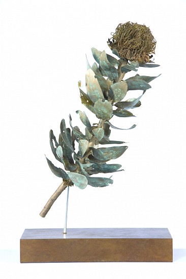 NIC BLADEN, PROTEA NITIDA CUTTING
2019, BRONZE