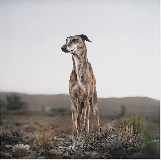 DANIEL NAUDÉ, AFRICANUS DOG. MURRAYSBURG, SOUTH AFRICA, 7 February 2009,Ed. 1/12
2020, ARCHIVAL PIGMENT PRINT ON HAHNEMUEHLE COTTON RAG 308 GSM PAPER