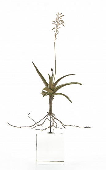 NIC BLADEN, ALOE THOMSONII (i) 2 STEM
2020, BRONZE