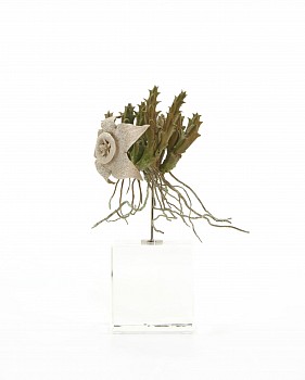 orbea variegata 2020 ii