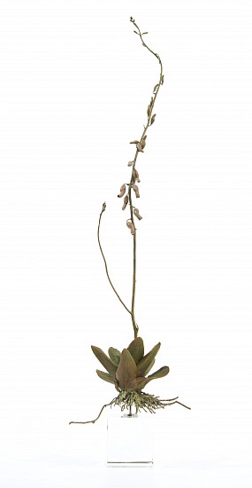 NIC BLADEN, GASTERIA SPP ( i )
2020, BRONZE