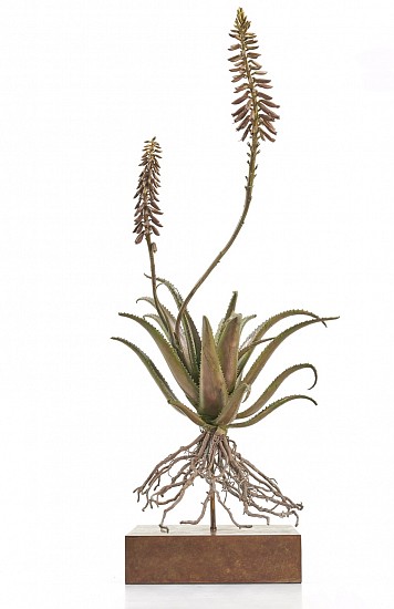 NIC BLADEN, ALOE HYBRID 2020 (i) 2 STEM
2020, BRONZE