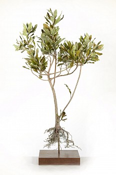 Rapanea Molanophloeos Cape beech tree