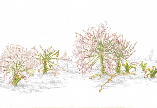 15. Nerine laticoma Ã¢â‚¬â€œ gifbol, vleilelie