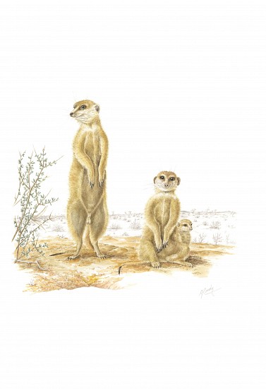 GILLIAN CONDY, Suricata suricatta - meerkat
Watercolor on Arches 300 gsm hot press board