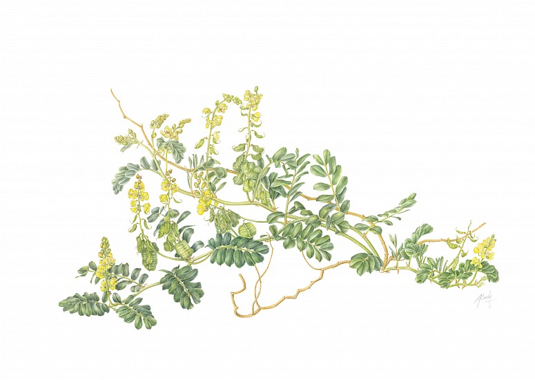 GILLIAN CONDY, Senna italica subsp. archoides- eland's pea
Watercolor on Arches 300 gsm hot press board