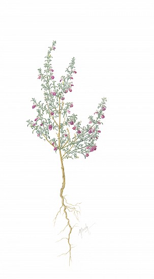 GILLIAN CONDY, Justicia divaricata - wild lucerne
Watercolor on Arches 300 gsm hot press board