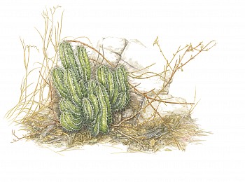 32. Euphorbia avasmontana Ã¢â‚¬â€œ young plant of slender candelabra euphorbia with Gerrhosaurus flavigularis Ã¢â‚¬â€œ yellow throated plated lizard