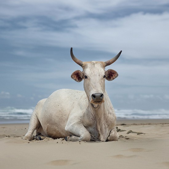 DANIEL NAUDÉ, XHOSA COW SITTING ON THE SHORE. NOXOVA, EASTERN CAPE, SOUTH AFRICA, EDITION OF 5
5 DECEMBER 2019, LIGHTJET C-PRINT