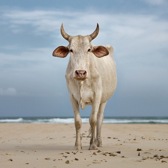 DANIEL NAUDÉ, XHOSA NGUNI COW ON THE SHORE. MPANDE, EASTERN CAPE, SOUTH AFRICA, EDITION OF 5
21 JANUARY 2019, LIGHTJET C-PRINT