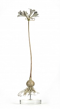 amaryllis belladona 21