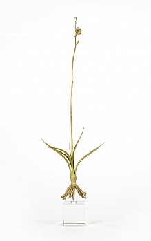 hesperaloe parviflora