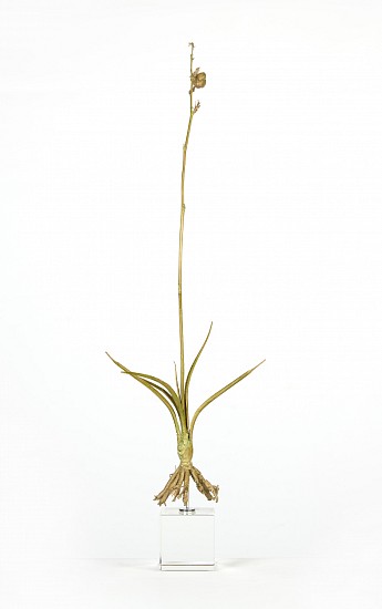 NIC BLADEN, HESPERALOE PARVIFLORA
2021, BRONZE