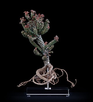 Euphorbia+caput medusae+ i +Large
