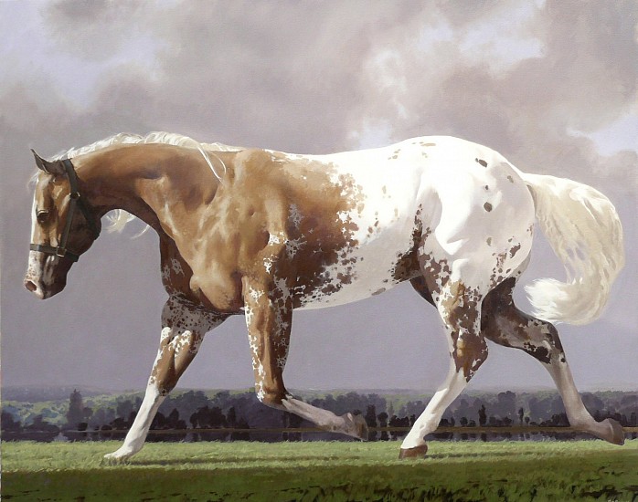 NEIL RODGER, APPALOOSA STALLION
OIL ON CANVAS