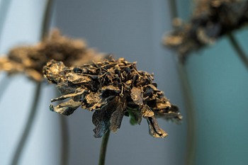 NIC BLADEN 31 07 2023 SET2