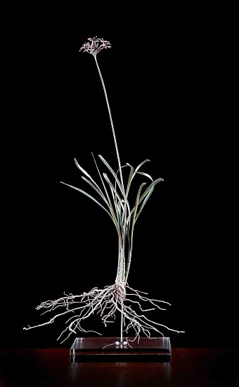 NIC BLADEN, TULBAGHIA VIOLACEAE I
BRONZE