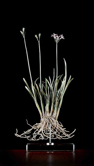 NIC BLADEN, TULBAGHIA VIOLACEAE II
BRONZE