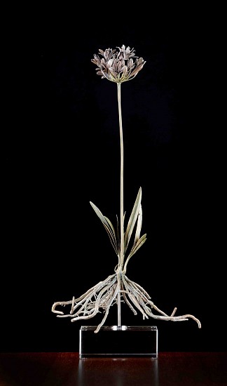 NIC BLADEN, AGAPANTHUS II
BRONZE