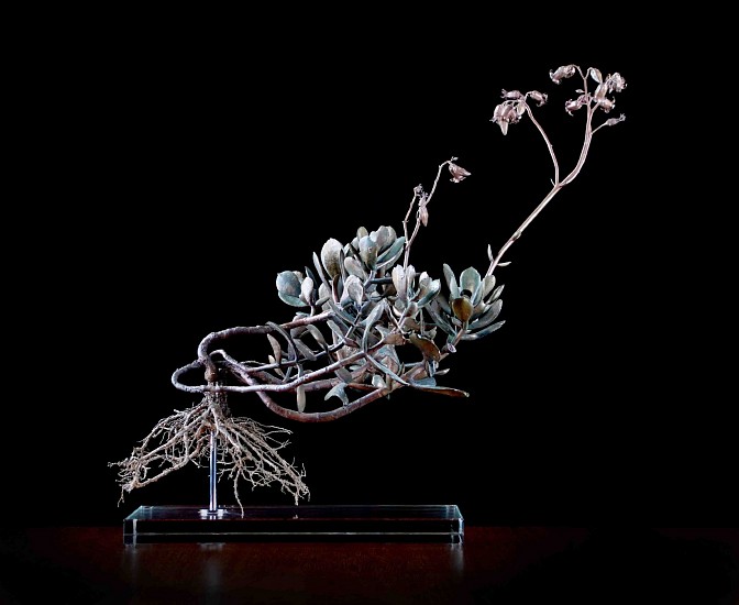 NIC BLADEN, COTYLEDON ORBICULATA III
BRONZE