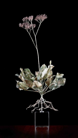 NIC BLADEN, LIMONIUM PEREZII
BRONZE