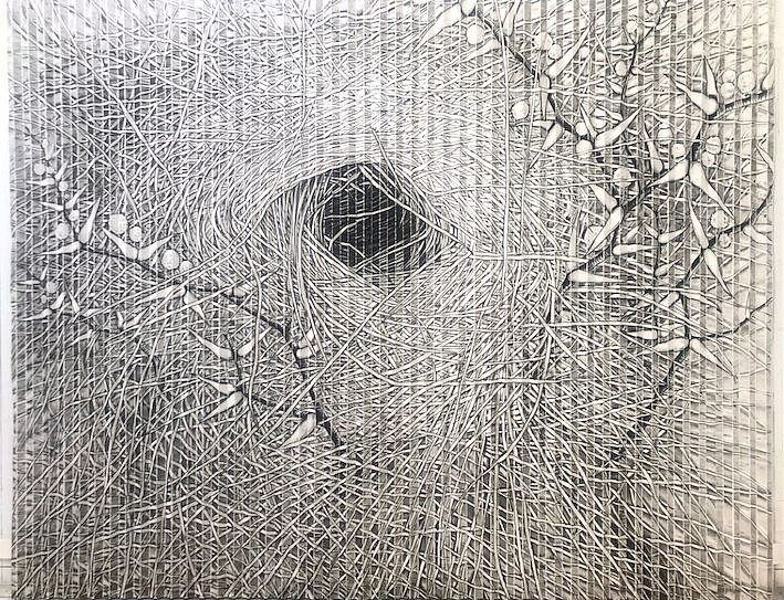 GARY STEPHENS, WHITE BROWED SPARROW WEAVERS NEST
2024, CHARCOAL ON FOLDED PAPER