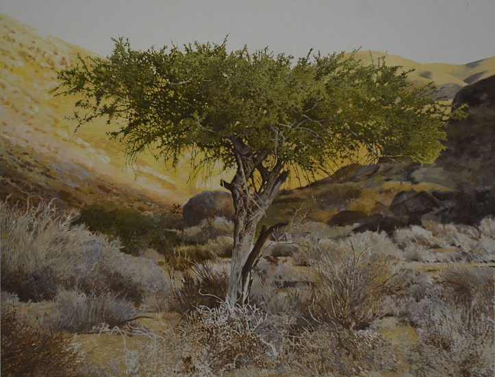 LEIGH VOIGT, RICHTERSVELD, BOSCIA AT DAWN
2024, OIL ON CANVAS