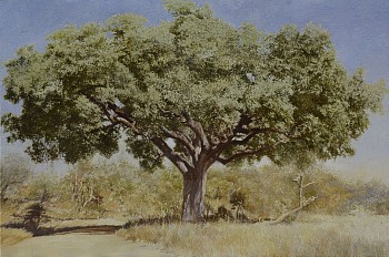 10. sclerocarya birrea maroela. oil on canvas 100 x 150 cm. r320