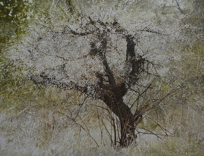 LEIGH VOIGT, ACACIA NILOTICA
2024, OIL  ON CANVAS