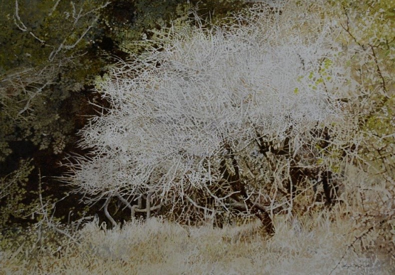 LEIGH VOIGT, STRYCHNOS SPINOSA, LION SANDS
2024, OIL  ON CANVAS