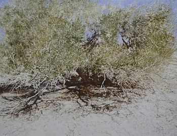 21. ancient boscia albitrunca shade cave. oil on canvas 100 x 130 cm r290