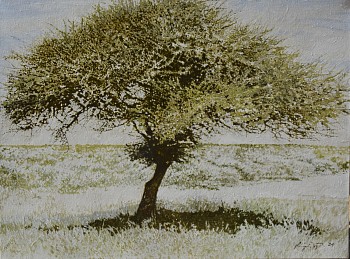 23. acacia tortilis oil on canvas 46 x 61 cm