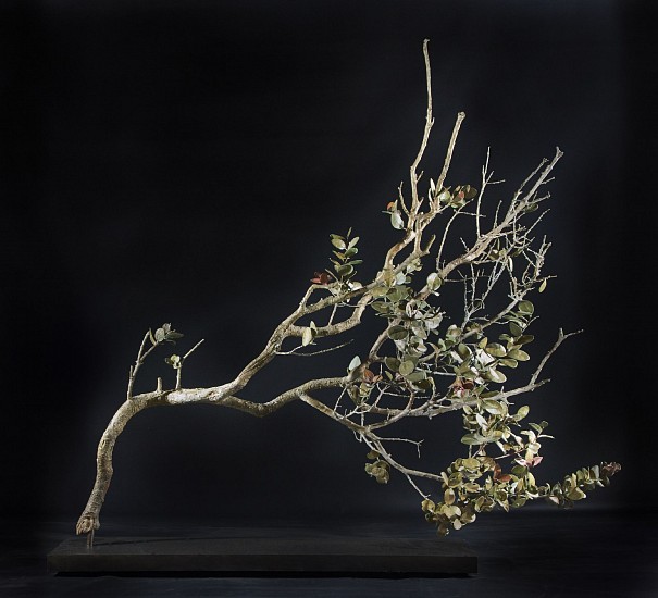 NIC BLADEN, MAUROCENIA FRANGULA, VULTURE BERRY
2025, BRONZE