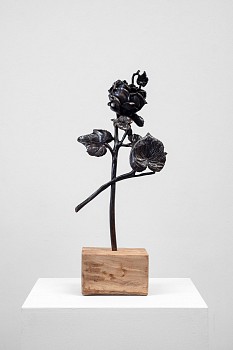 sanellaggenbach rose 1 hr